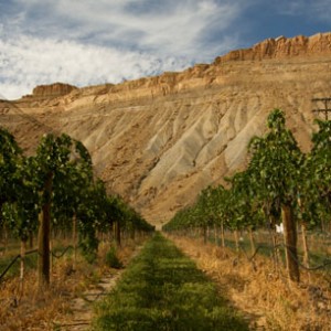 Grande River Vineyards